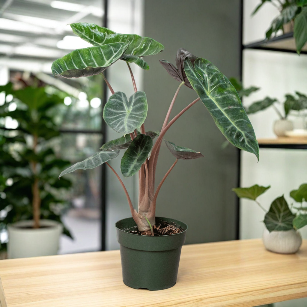 Alocasia Pink Dragon