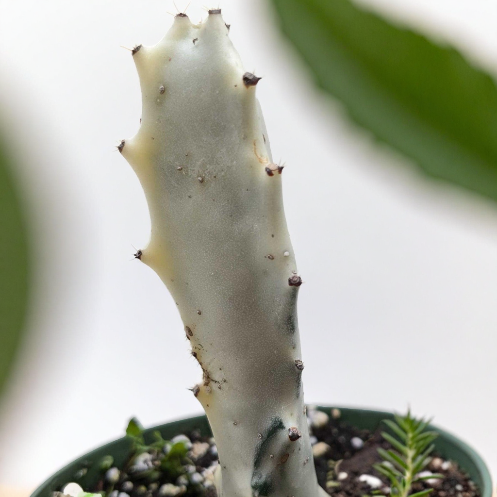 Succulent Euphorbia 'Dragon Bone'