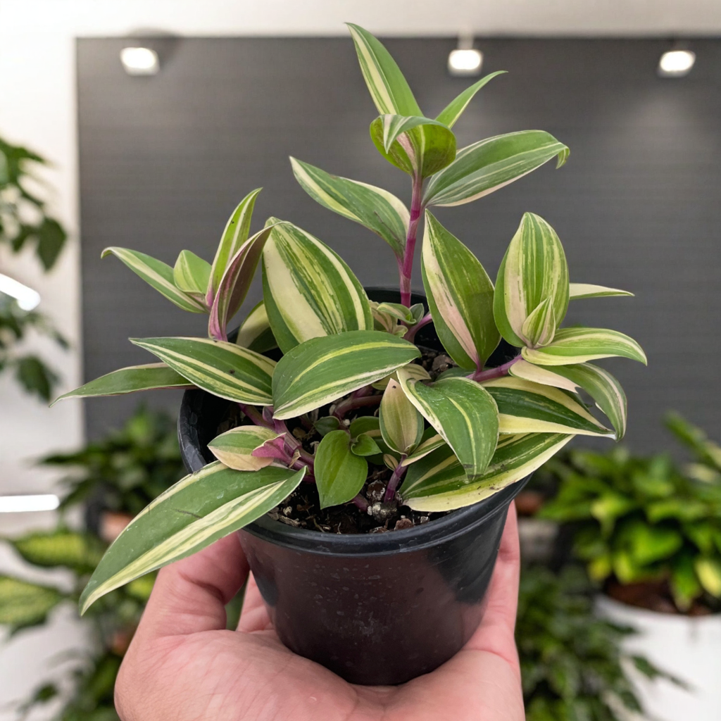 Tradescantia 'Tricolor'