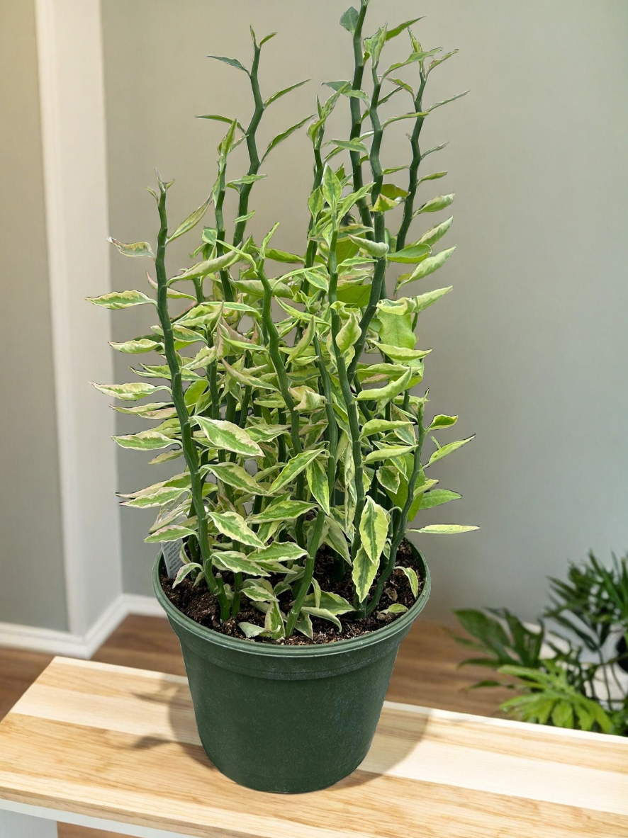 Variegated Devil's Backbone Euphorbia