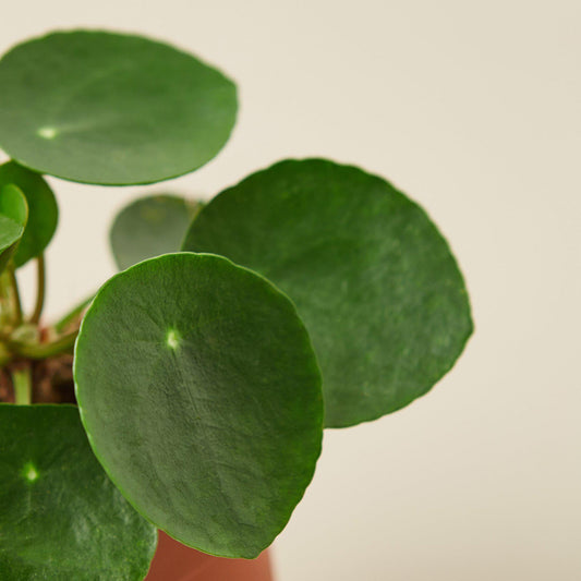 Pilea Peperomioides 'Chinese Money' - House Plant Shop