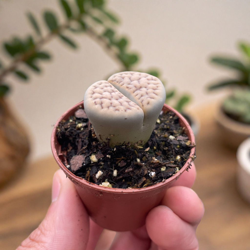 Lithop Living Stone