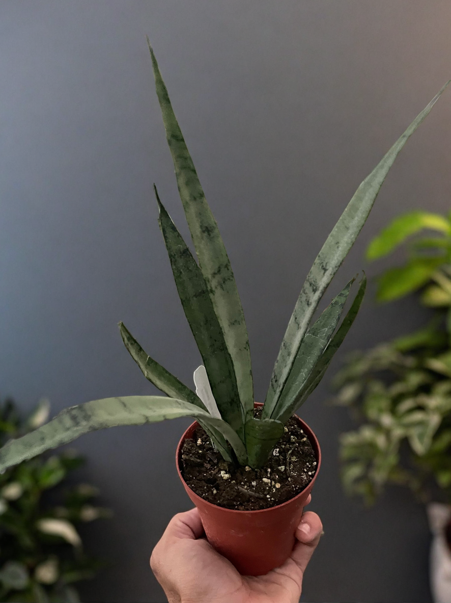 Snake 'Silver Princess'