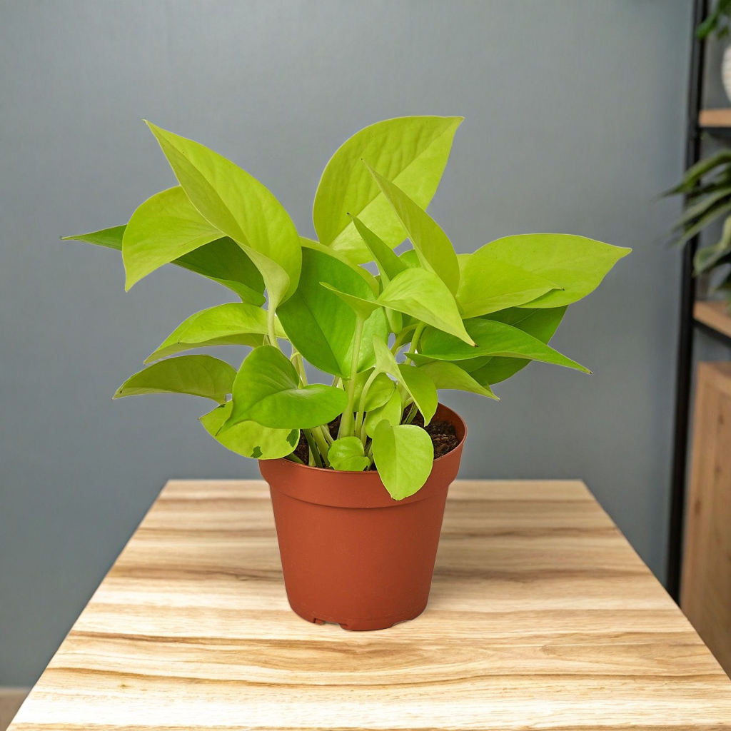 Pothos 'Neon'