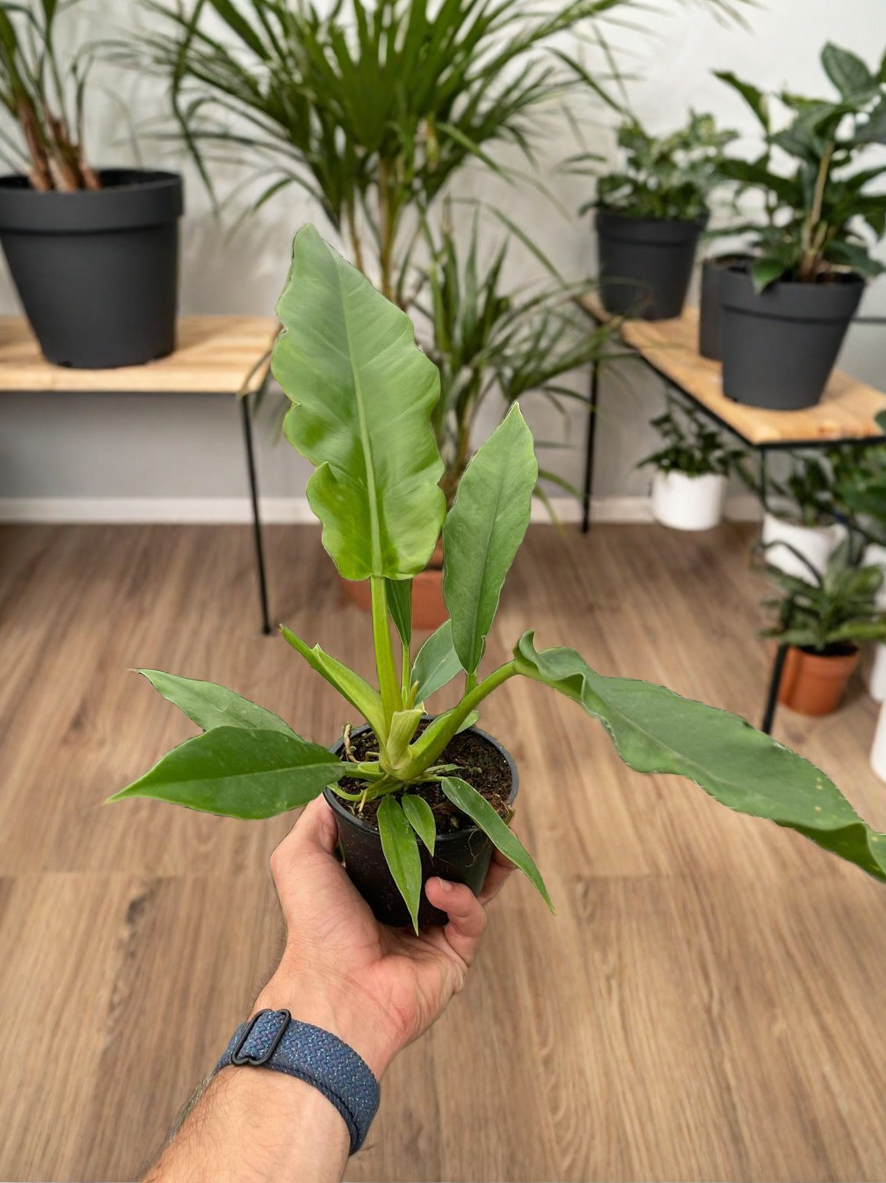 Philodendron 'Jungle Boogie'