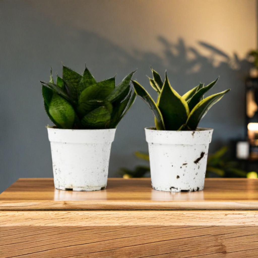 Snake Plant Variety Packs - 4" Pot