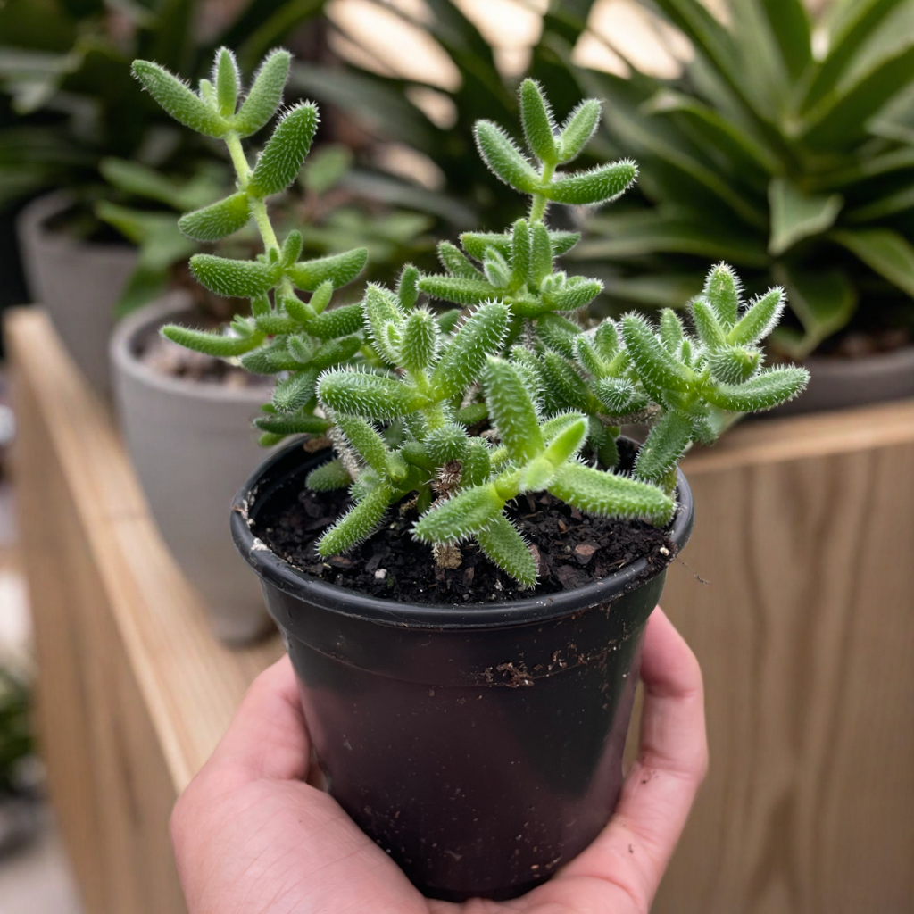 Delosperma echinatum 'Pickle Plant'
