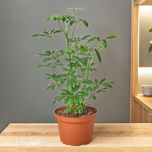 Schefflera Arboricola 'Umbrella'