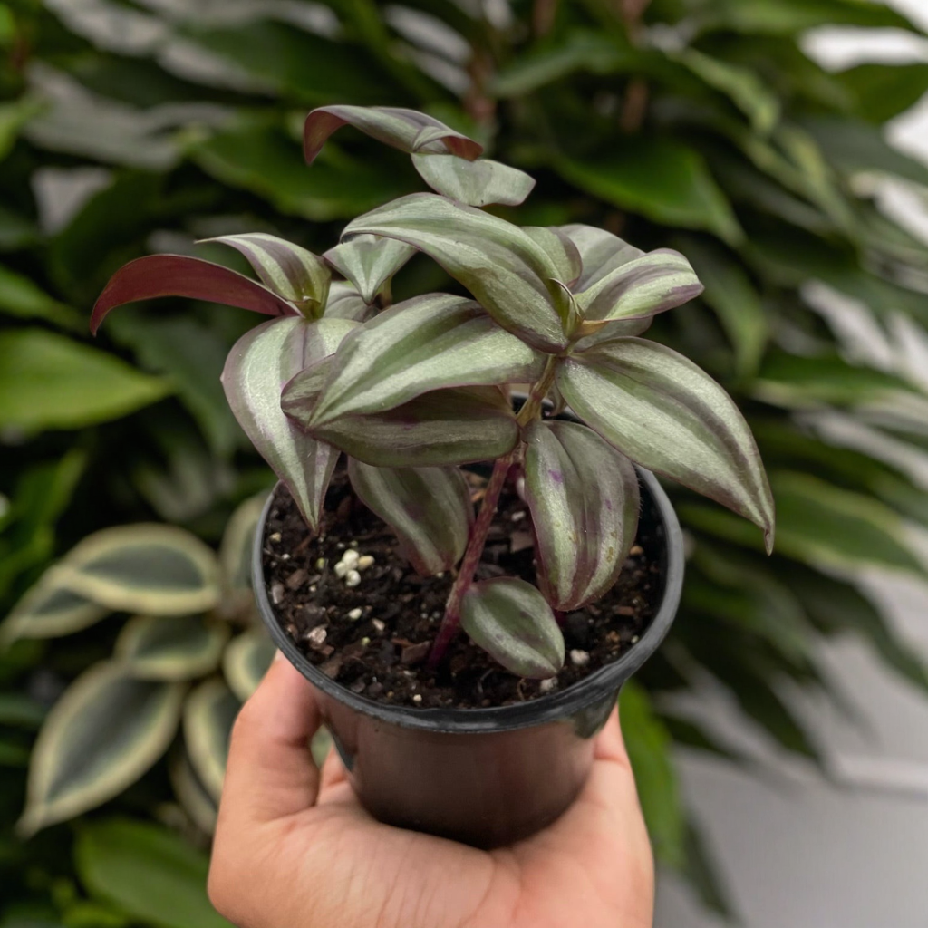 Tradescantia Zebrina 'Wandering Dude'