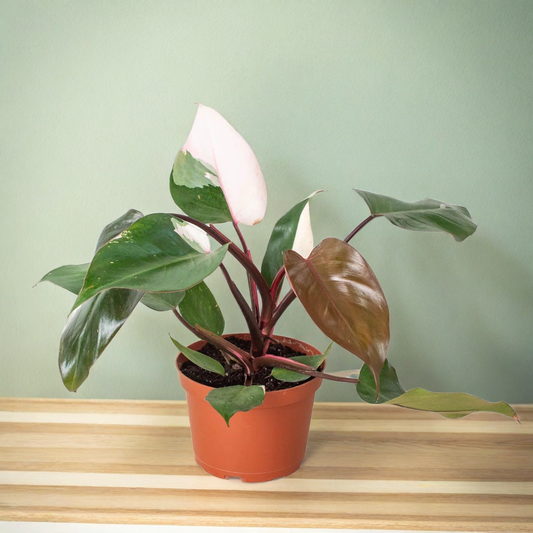 Philodendron 'Pink Princess'