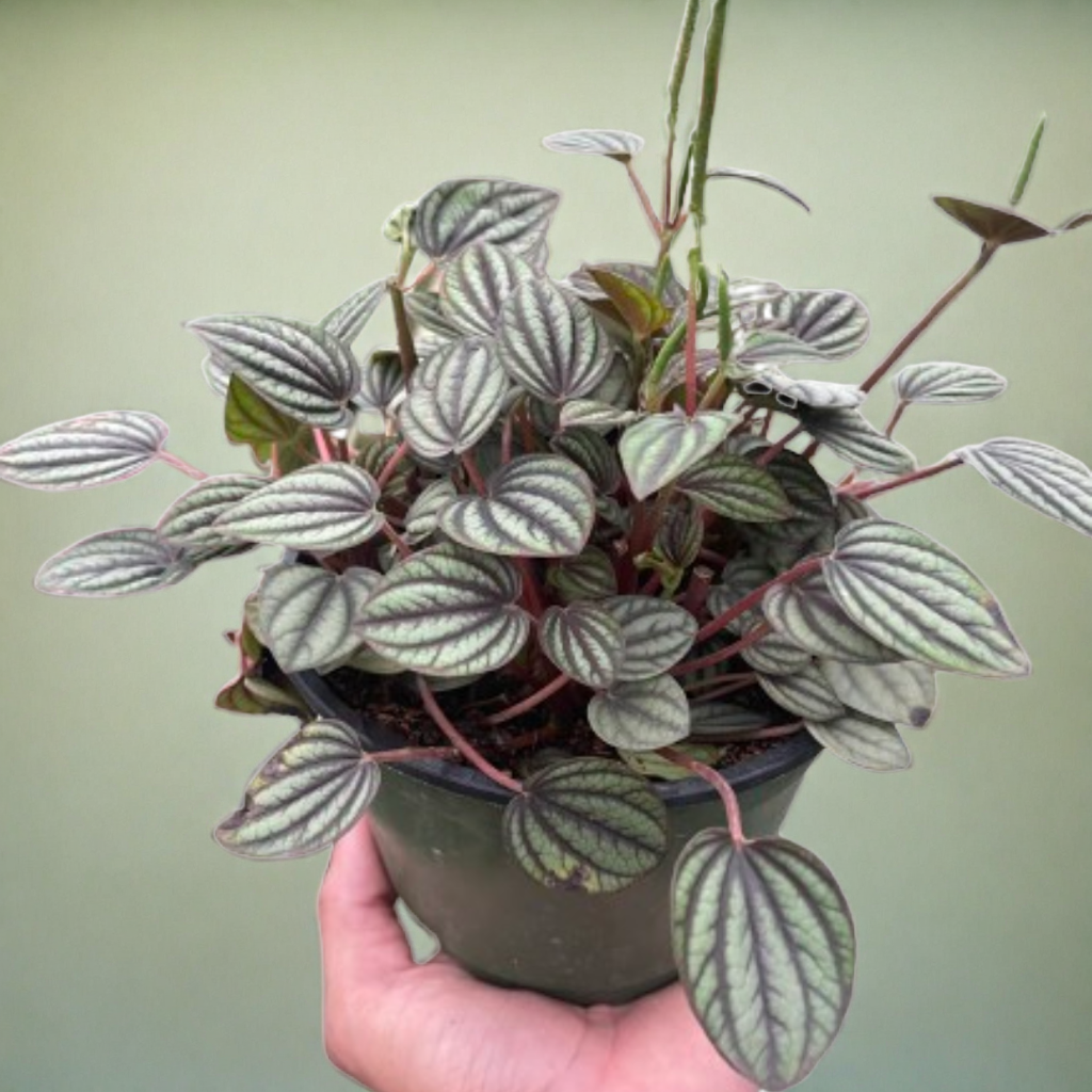 Peperomia 'Picollo Banda'