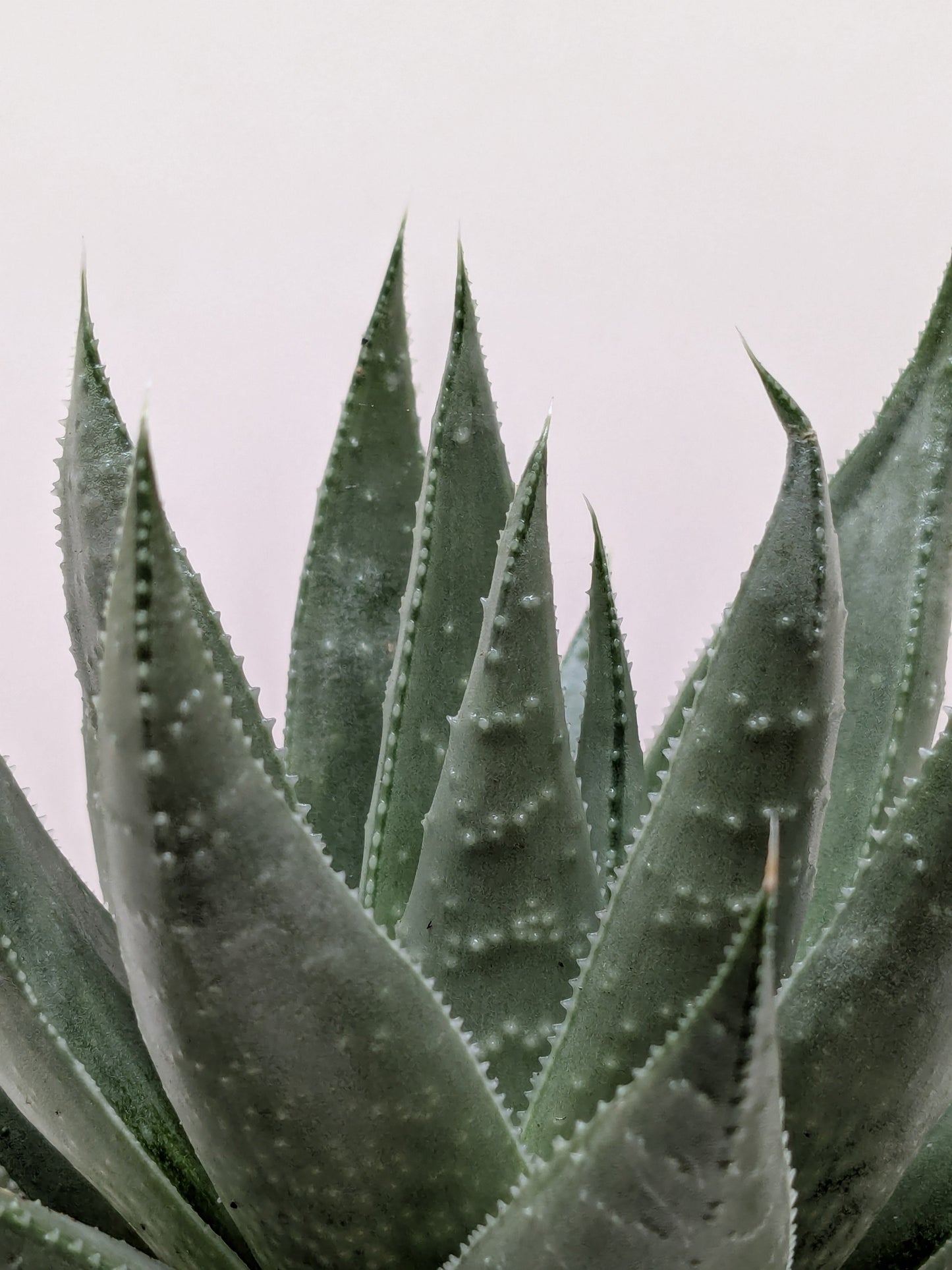 Succulent Haworthia Savanna 'Little Warty'