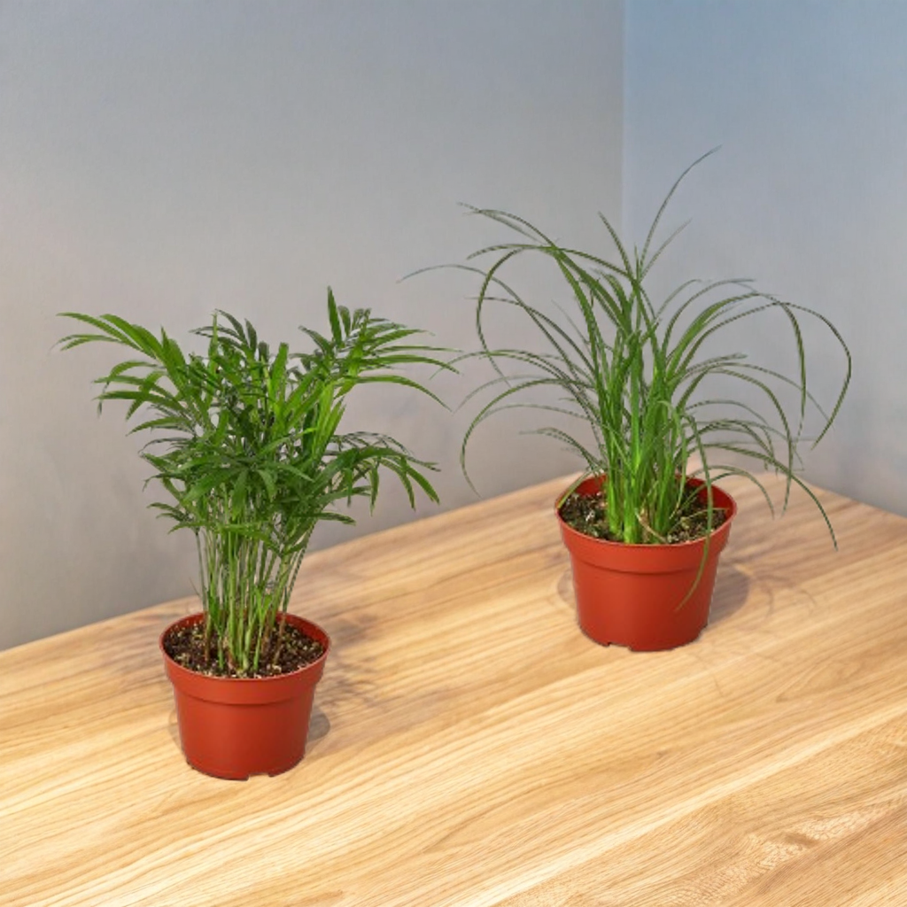 2 Palm Variety Pack / 4" Pots / Live Plant / House Plant