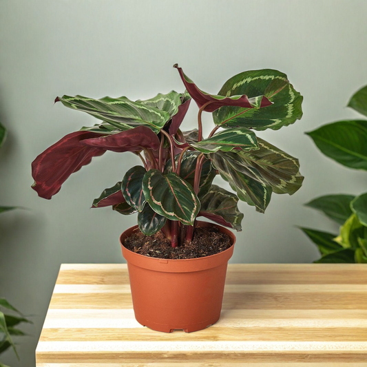 Calathea Roseopicta 'Medallion'
