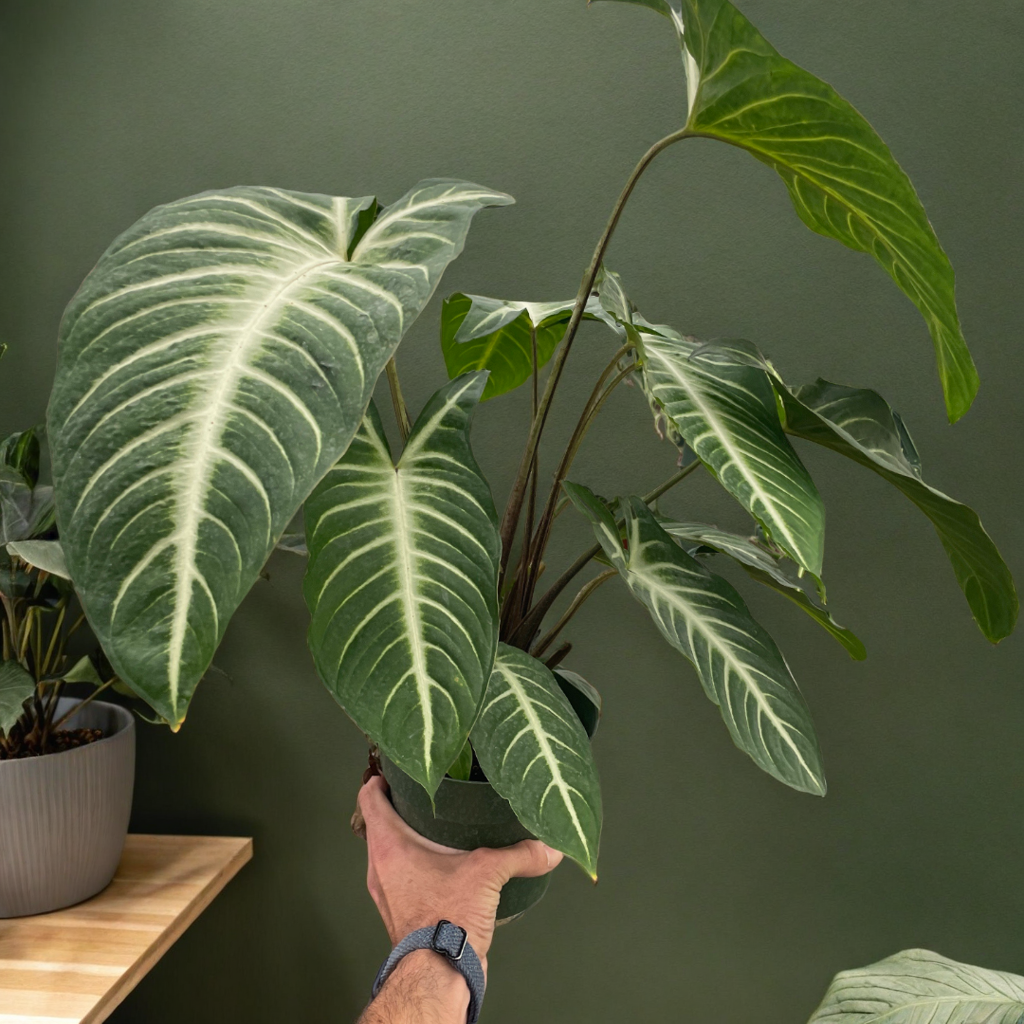 Xanthosoma 'Lendenii'