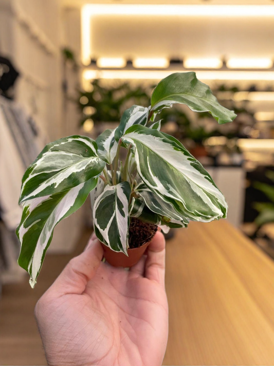 Calathea 'White Fusion'