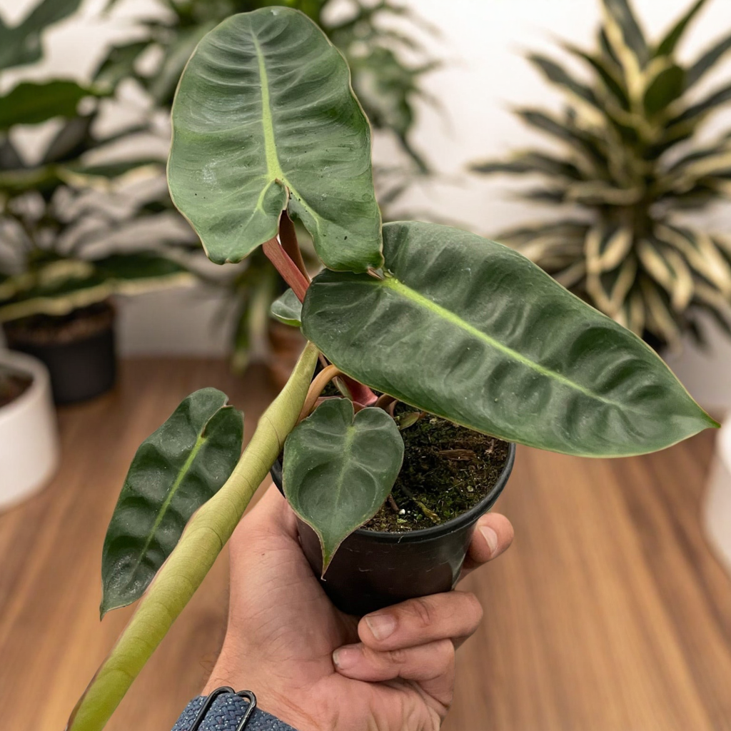 Philodendron 'Billietiae'