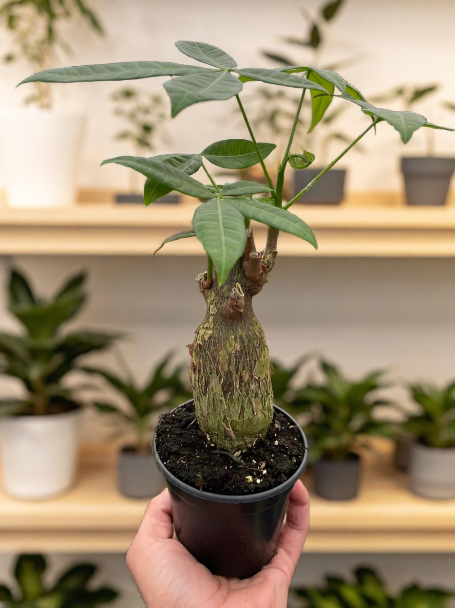 Money Tree 'Guiana Chestnut' Pachira Stump