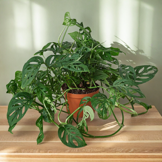 Monstera Adansonii 'Swiss Cheese'