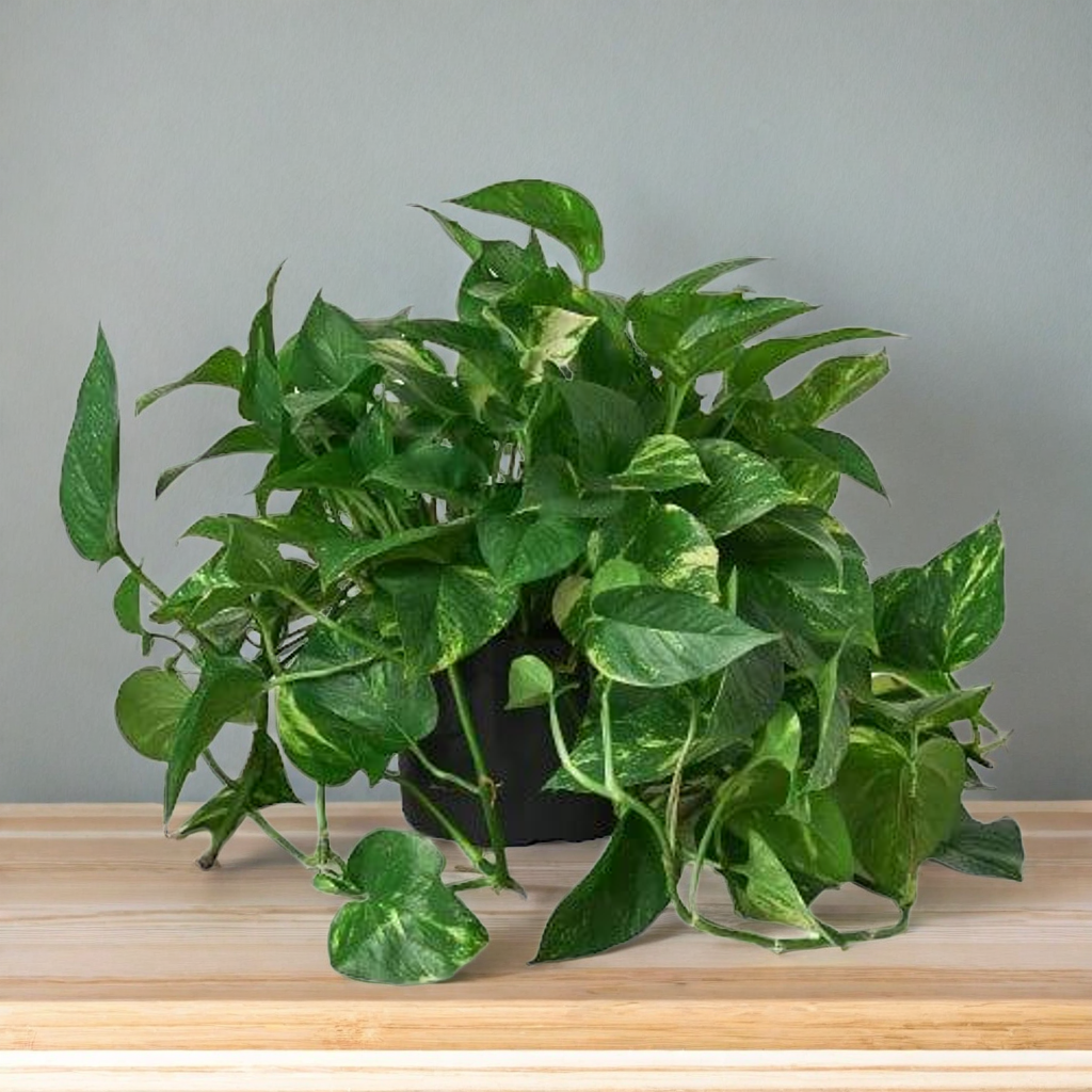 Pothos 'Golden'