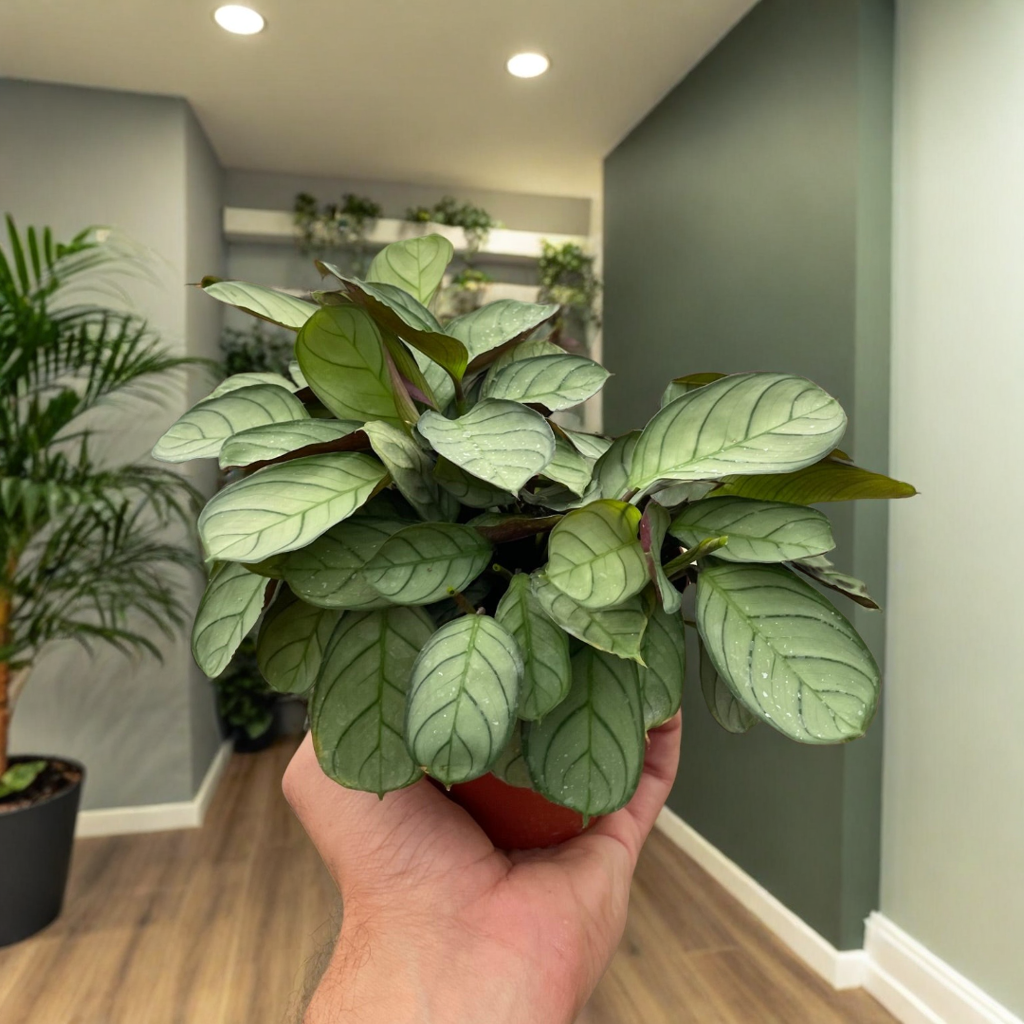 Ctenanthe burle-marxii 'Amagris'