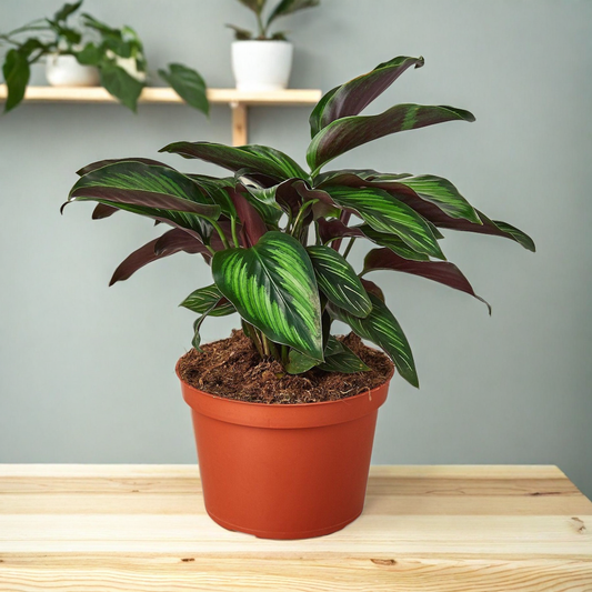 Calathea 'Beauty Star'