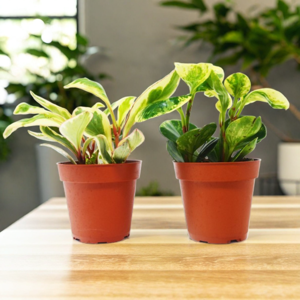2 Peperomia Plants Variety Pack in 4" Pots - Baby Rubber Plants
