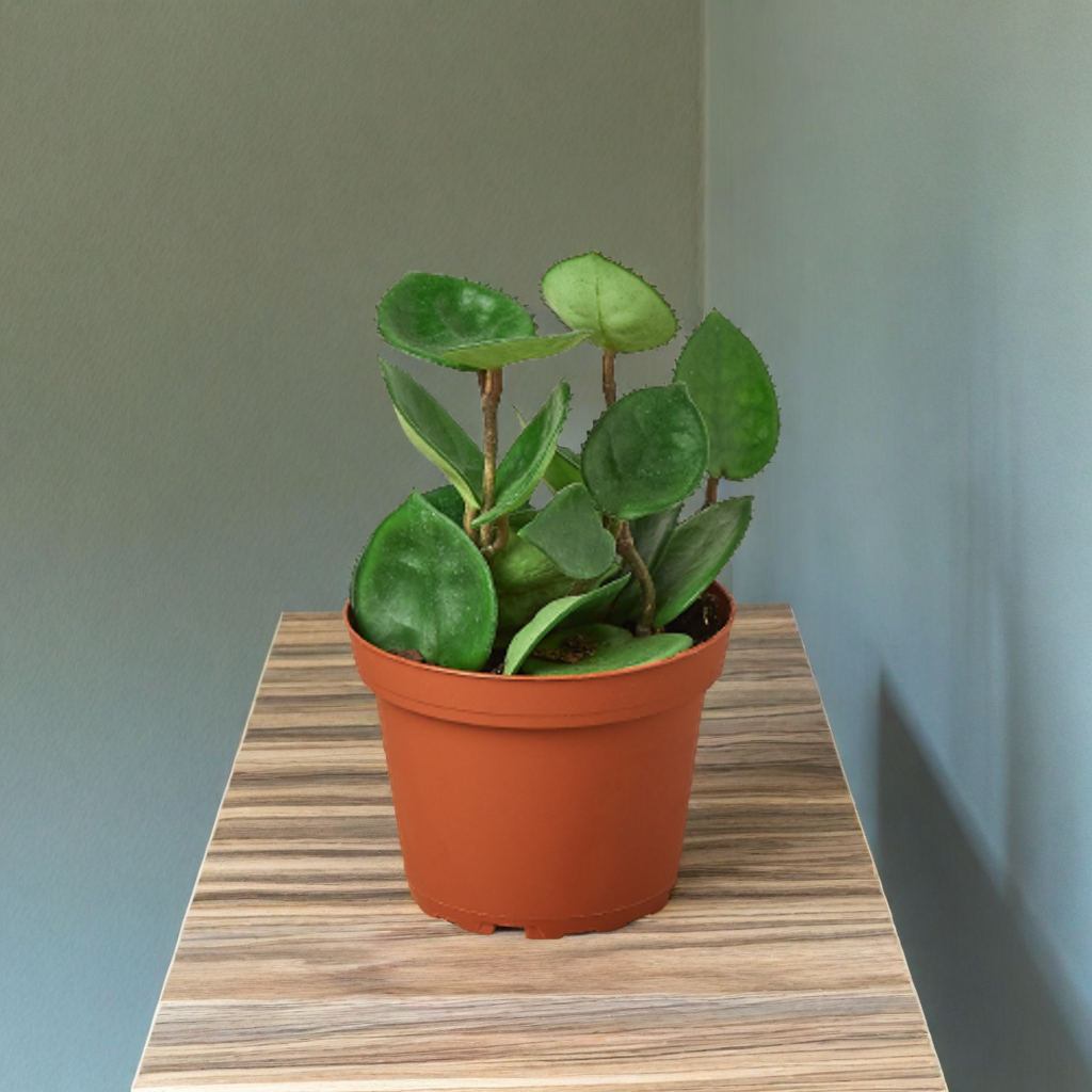 Hoya Carnosa 'Chelsea'