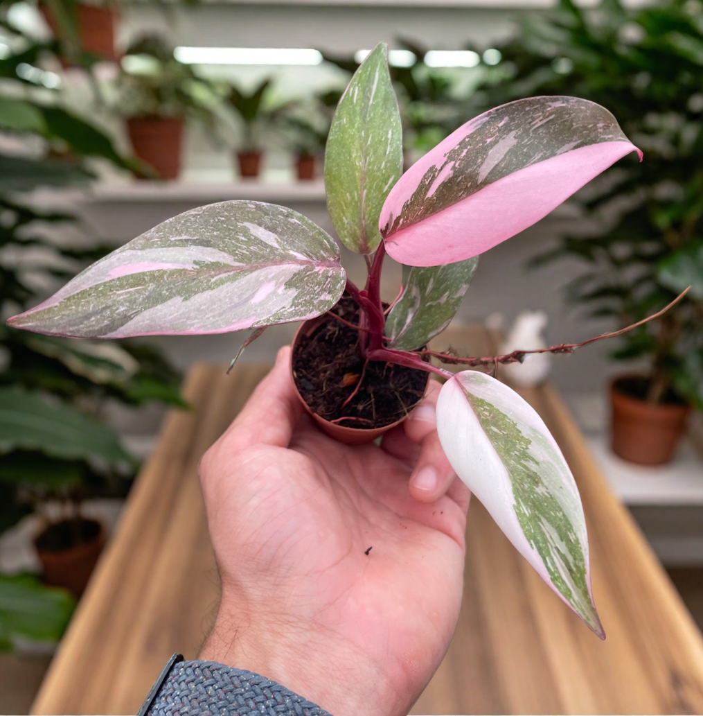 Philodendron 'Marble Pink Princess'