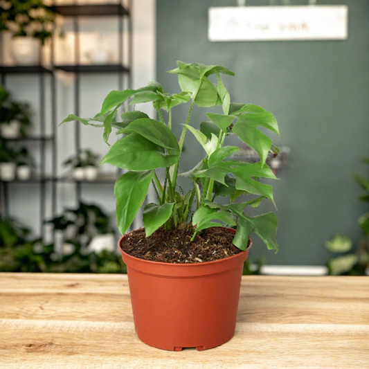 Philodendron Mini Monstera Minima