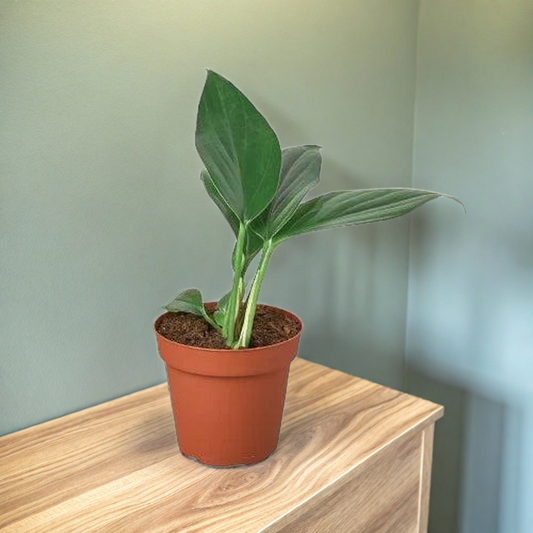 Philodendron 'Dragon Tail'