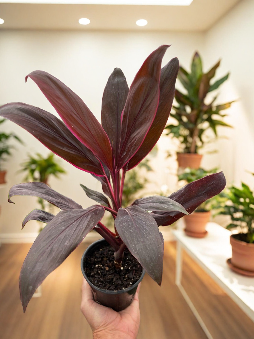 Cordyline 'Calypso Queen'