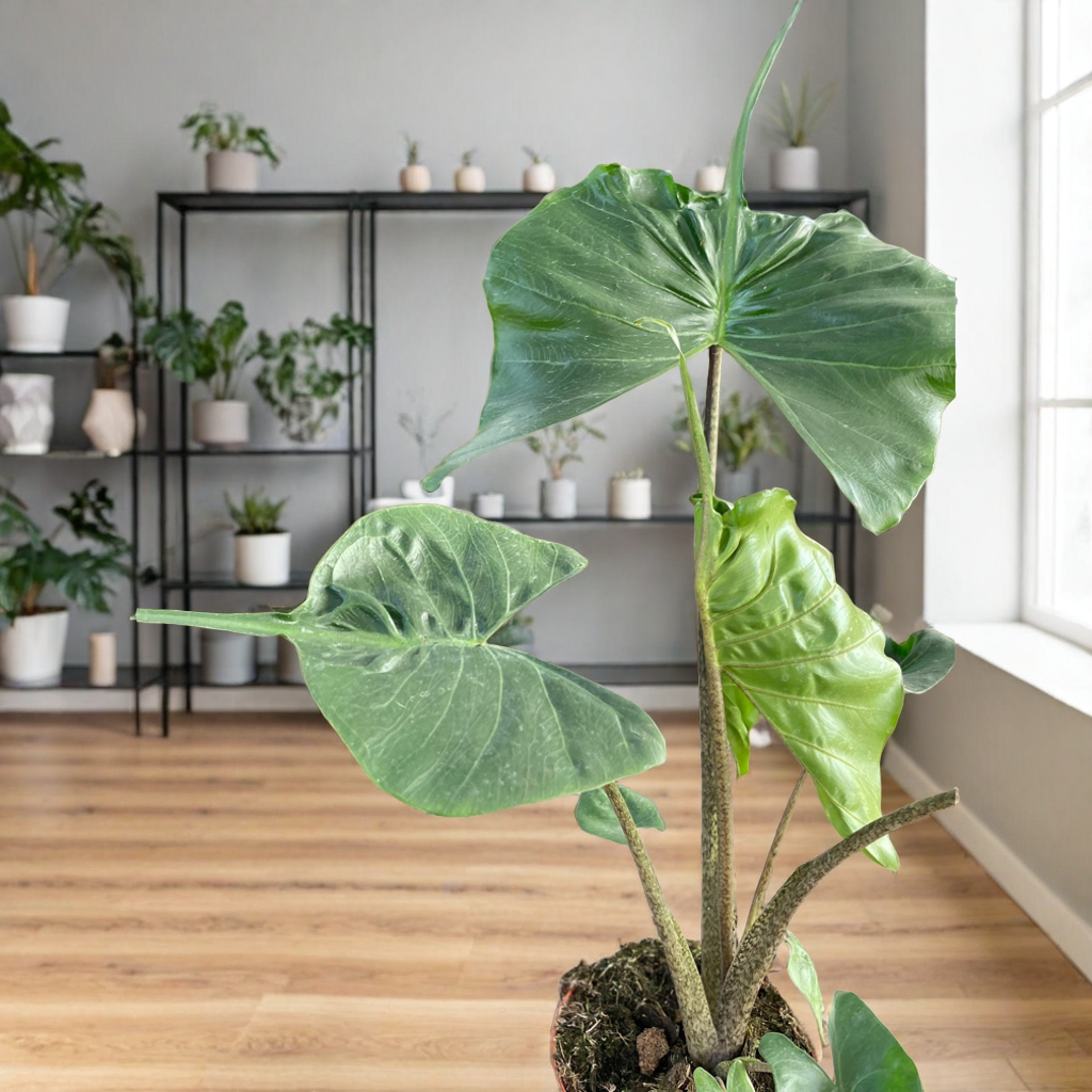 Alocasia macrorrhizos 'Stingray'