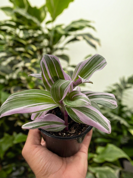 Tradescantia 'Nanouk'