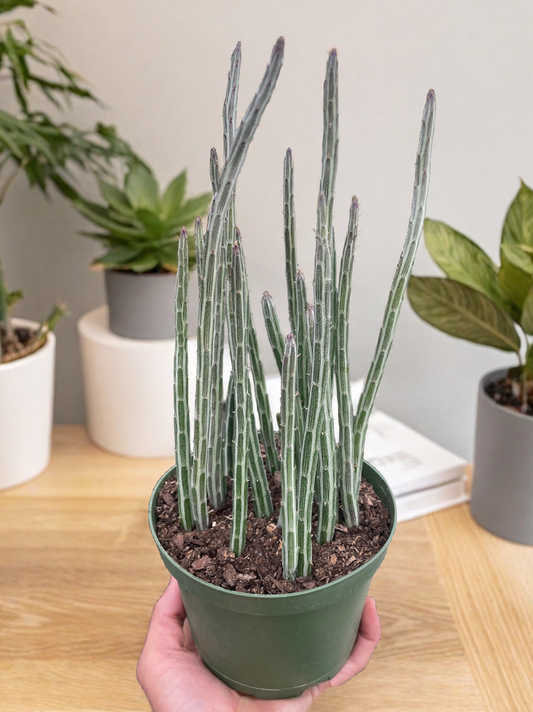 Senecio Stapeliiformis Pickle Plant