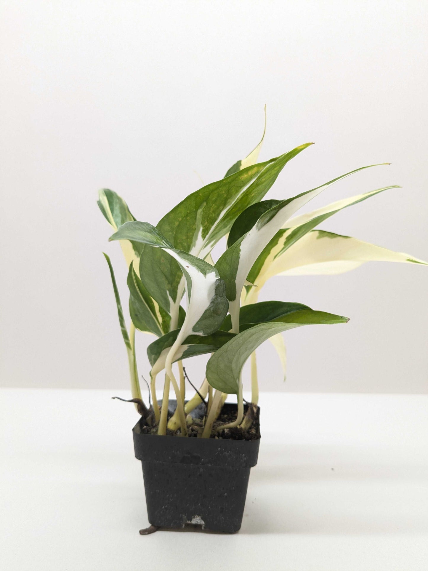 Pothos 'Mutant Manjula'