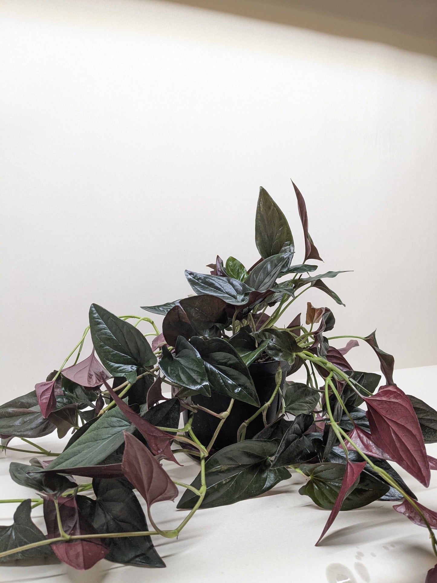 Syngonium 'Red Arrow'