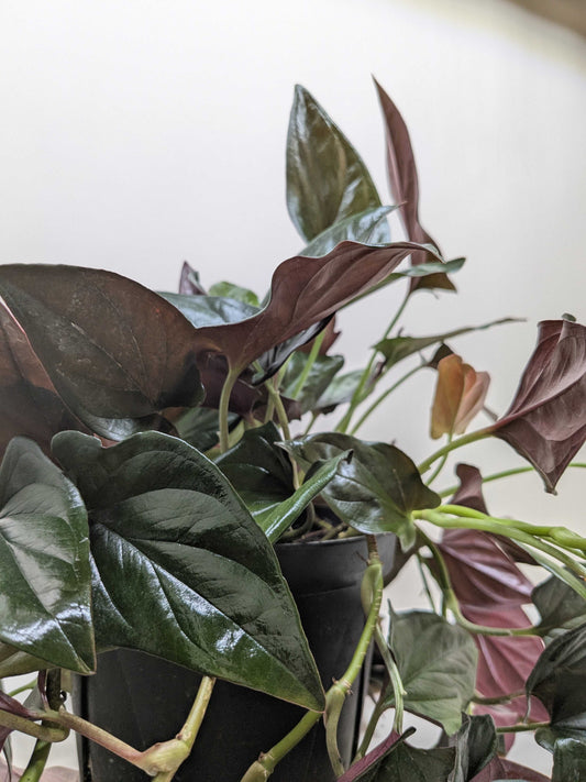 Syngonium 'Red Arrow'