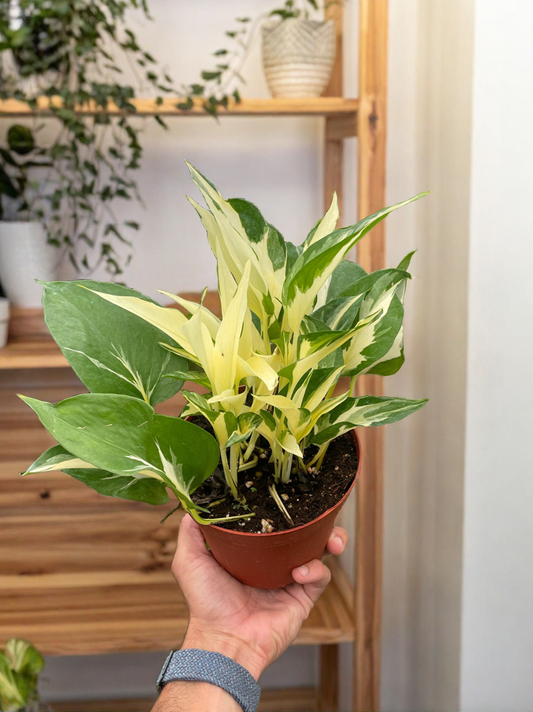 Pothos 'Mutant Manjula'