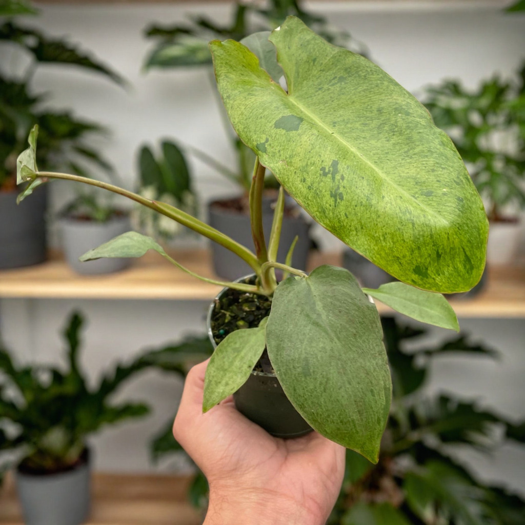 Philodendron 'Paraiso Verde'