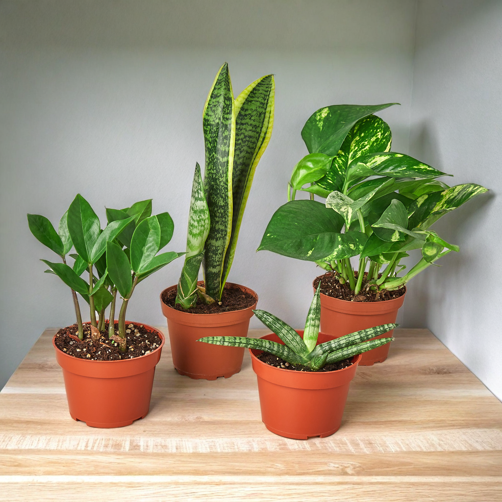 Rooted in Resilience Variety Bundle 🌿