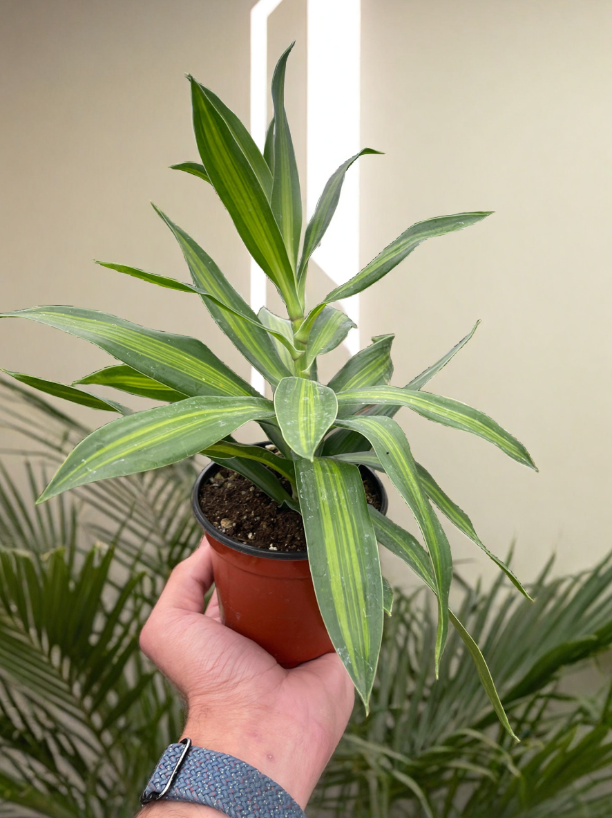 Dracaena 'Song of Jamaica'