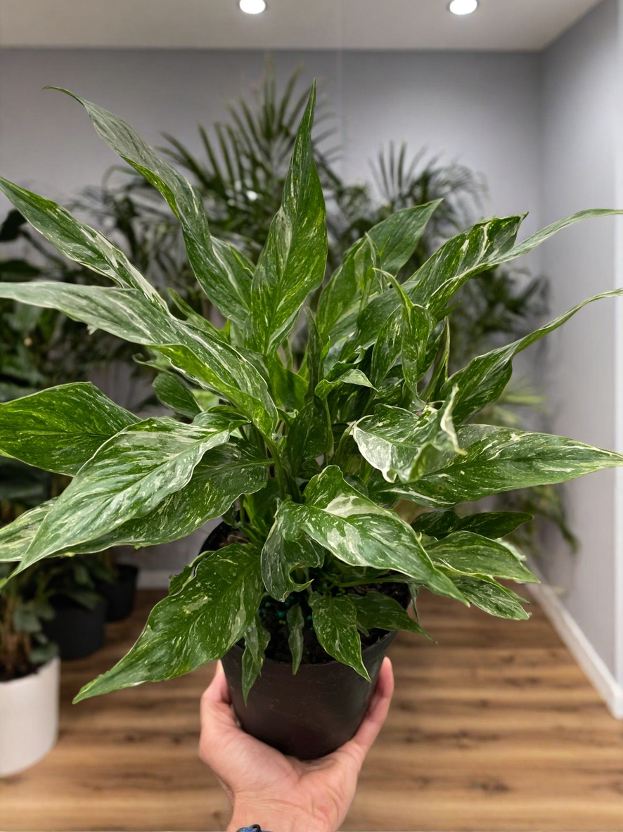 Variegated Spathiphyllum 'Domino'