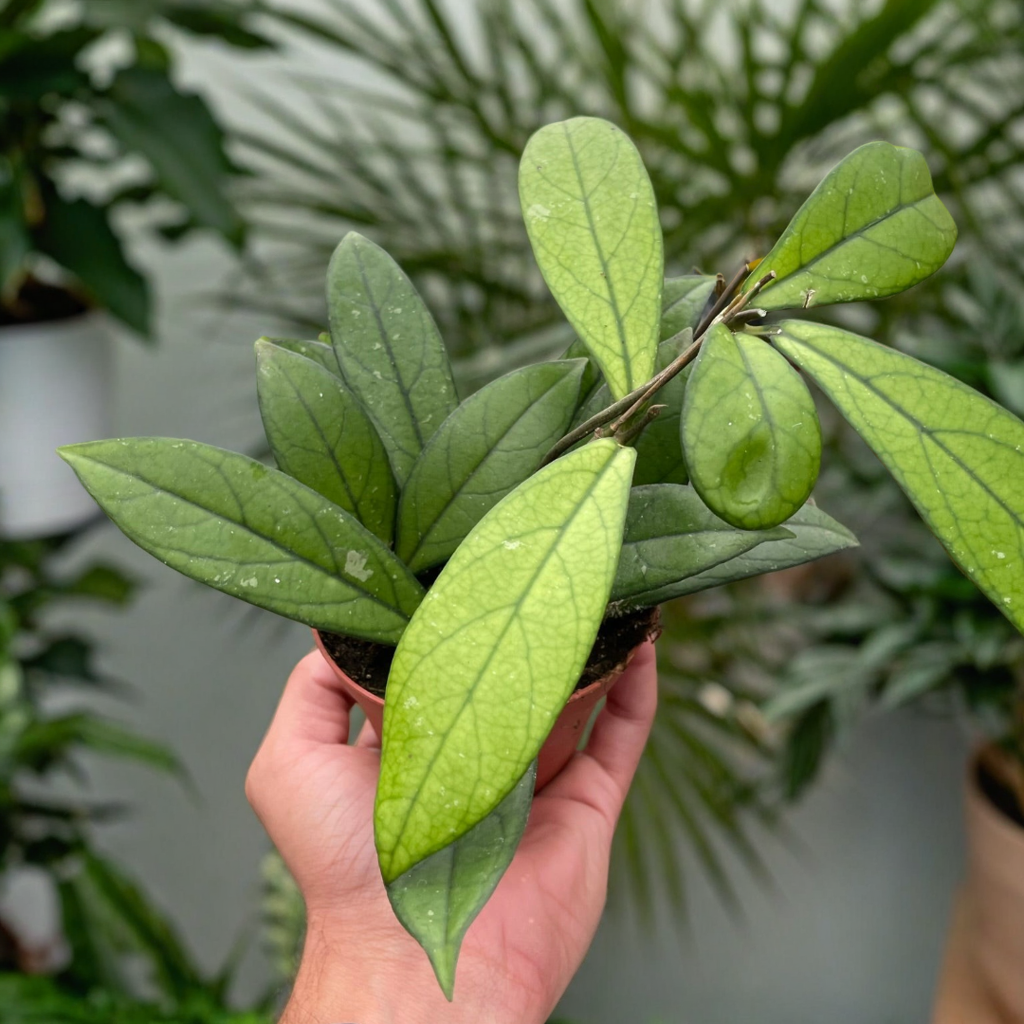 Hoya 'Crassipetiolata'