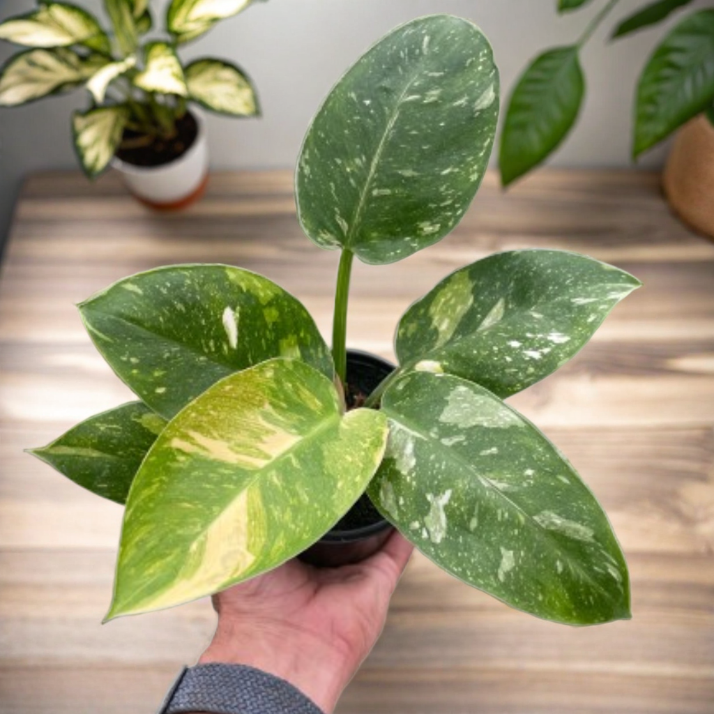 Philodendron 'Congo Nuclear'
