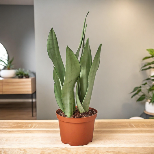 Snake Plant Moonshine