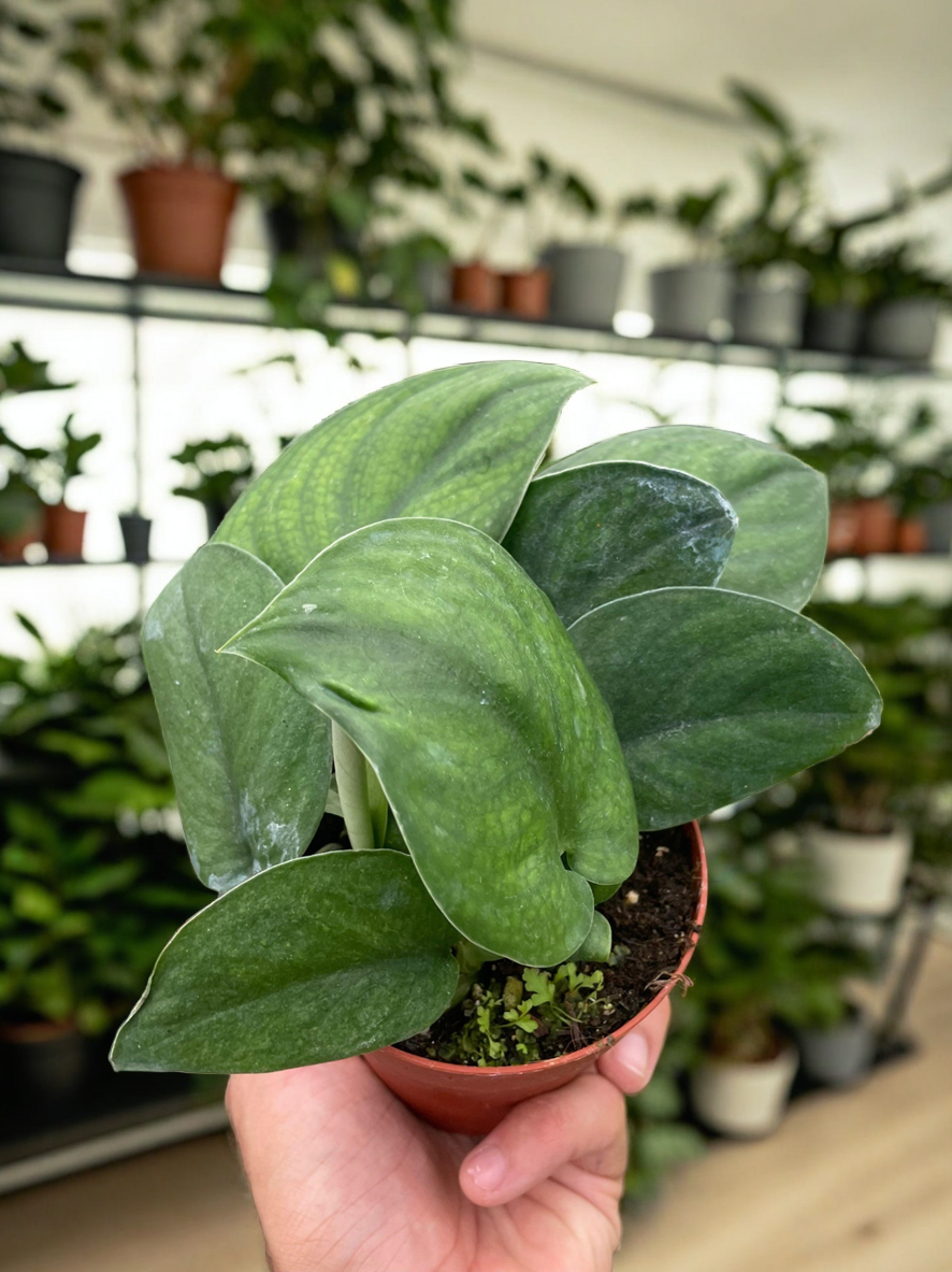 Pothos Jade Satin