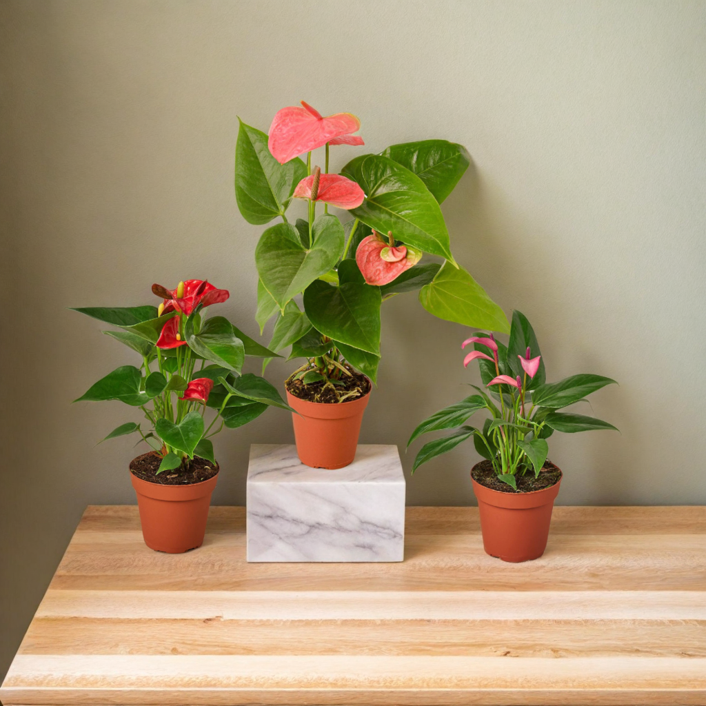 3 Anthurium Variety Pack- All Different Colors - 4" Pots