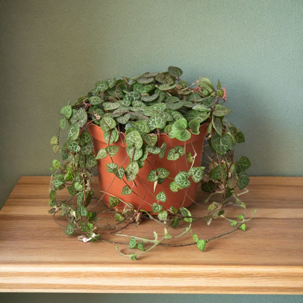 Succulent 'String of Hearts'