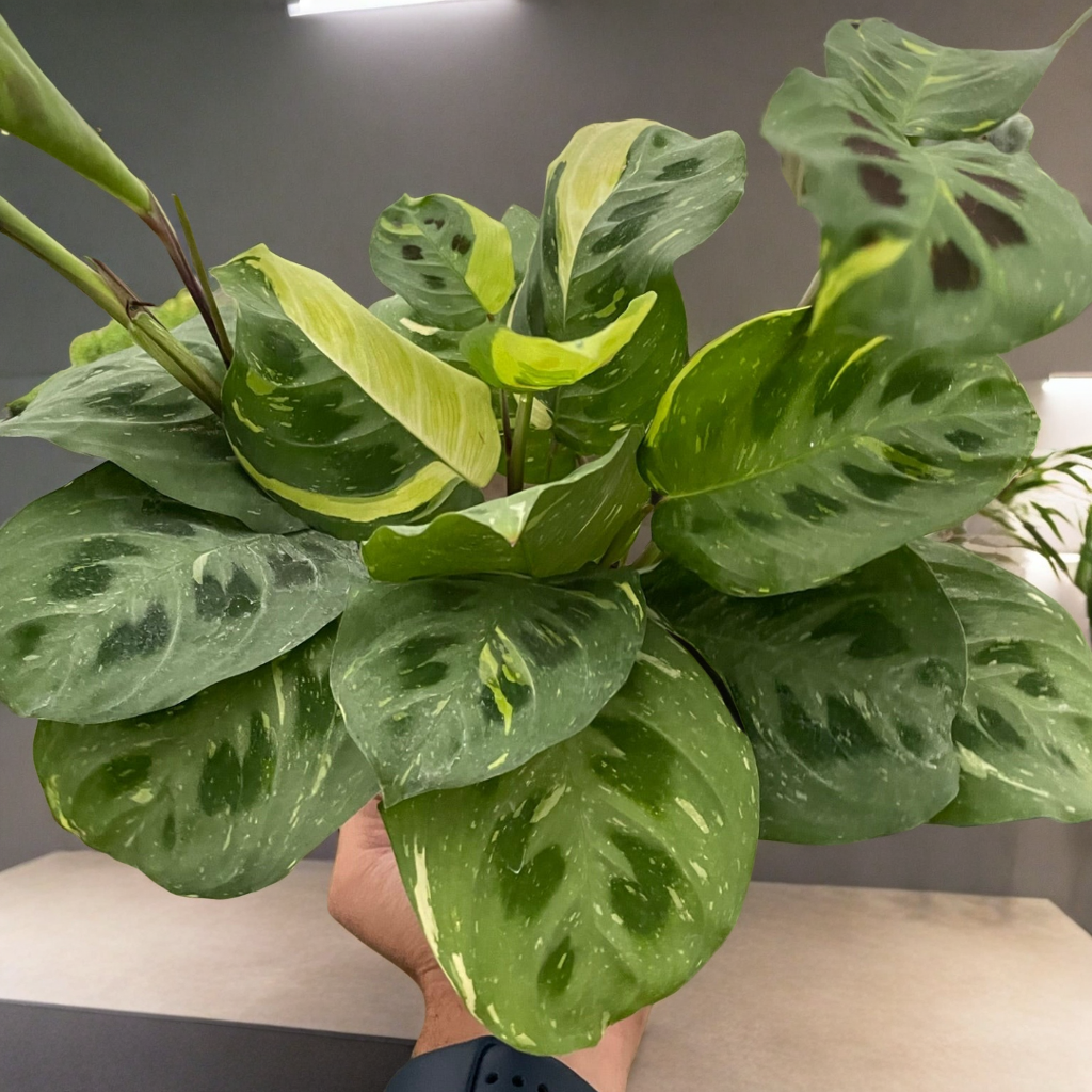 Maranta Variegated 'Beauty Kim'